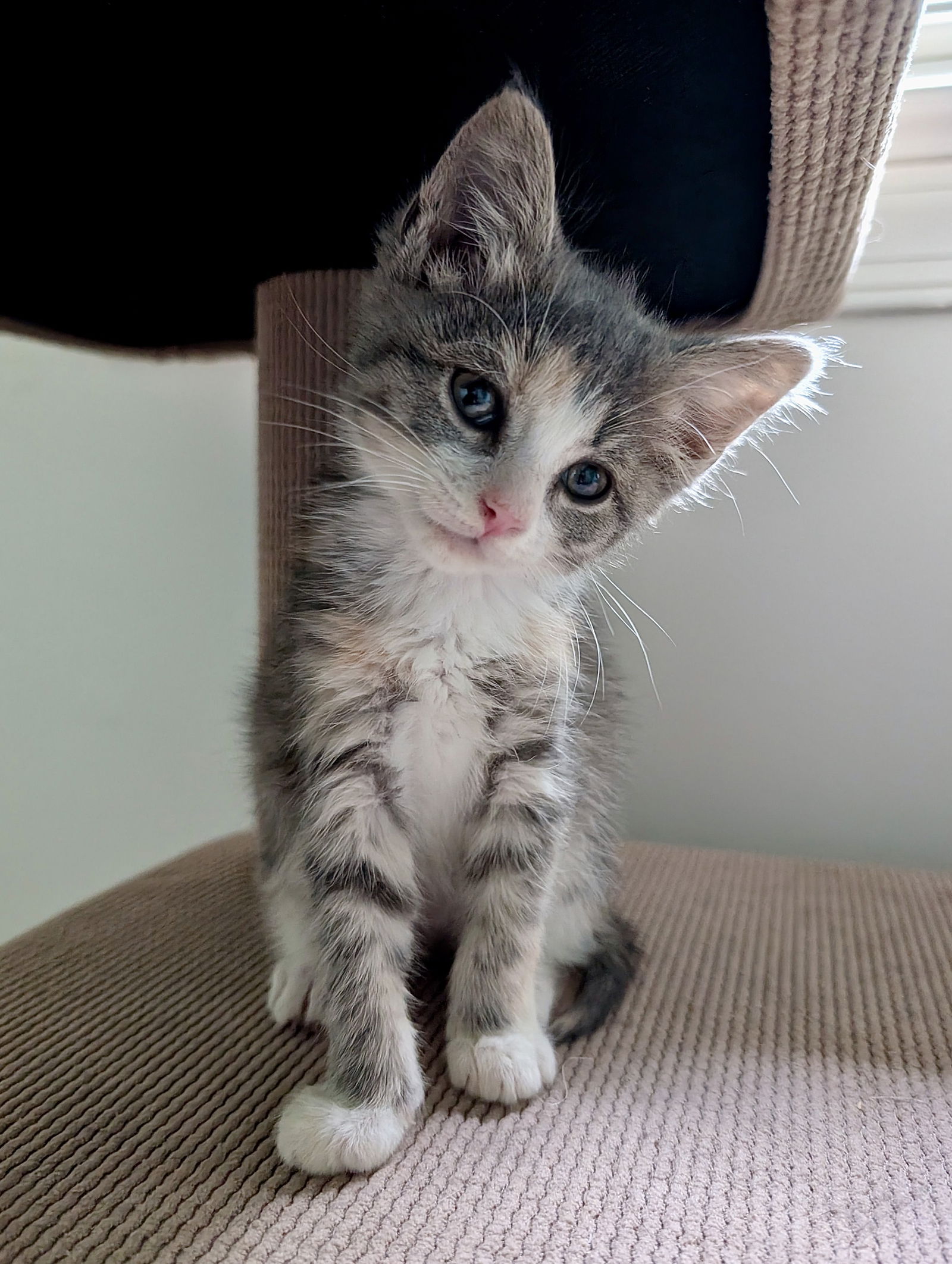 adoptable Cat in Herndon, VA named Merry