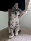 adoptable Cat in , VA named Merry