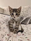 adoptable Cat in , VA named Frodo