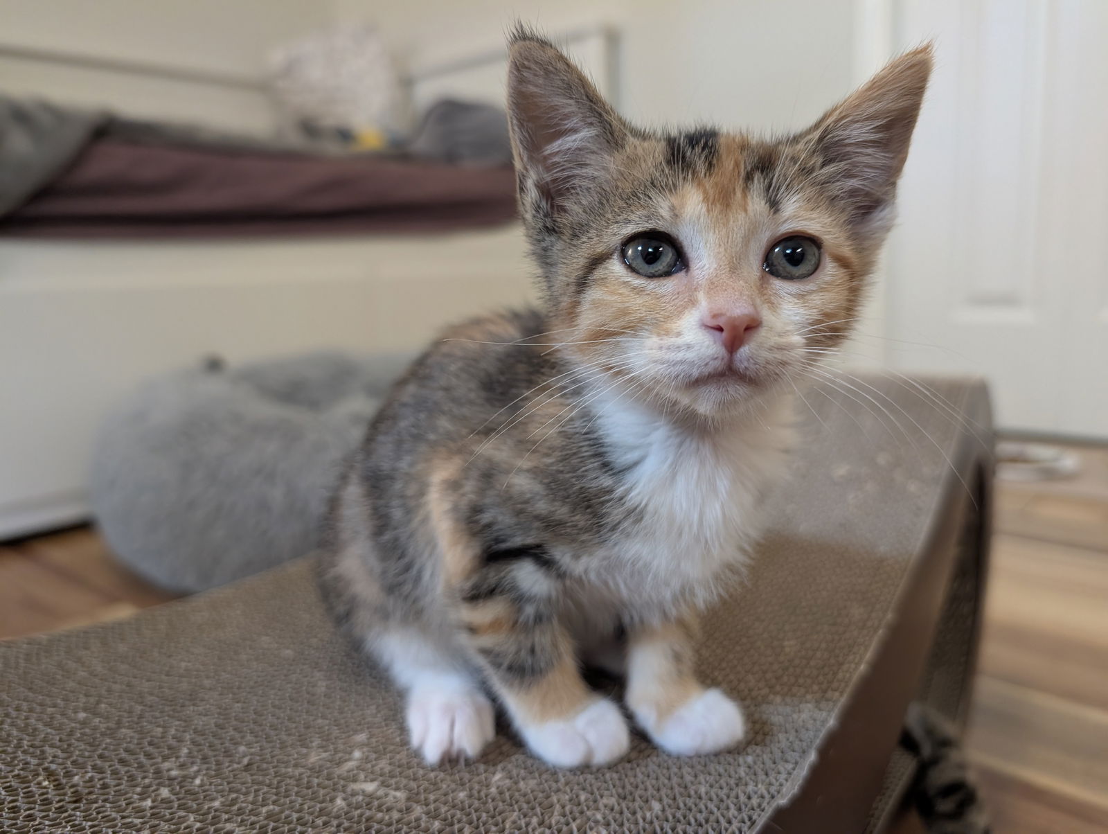 adoptable Cat in Herndon, VA named Sam