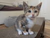 adoptable Cat in , VA named Sam