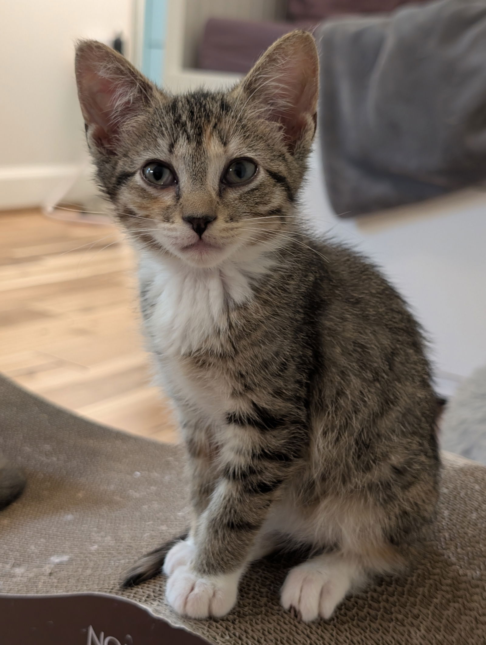 adoptable Cat in Herndon, VA named Pippin