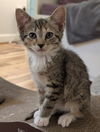 adoptable Cat in , VA named Pippin