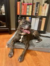 adoptable Dog in  named Big Mama
