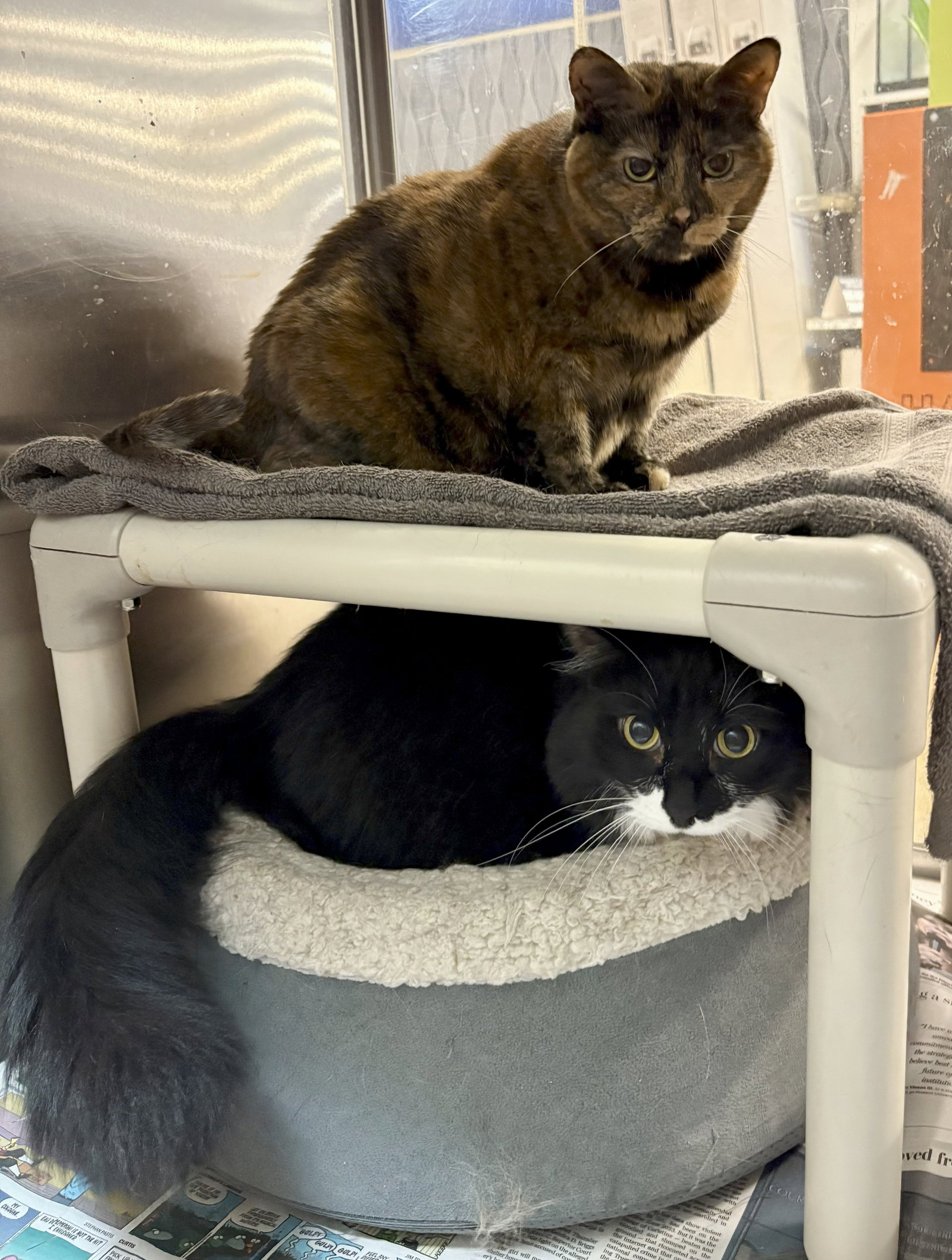 Vinnie & Harper - BONDED