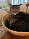 adoptable Cat in herndon, VA named Carlos