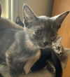 adoptable Cat in , VA named Eclair