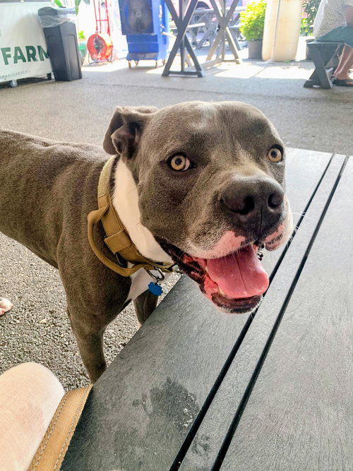 Butler, an adoptable American Bulldog in Herndon, VA