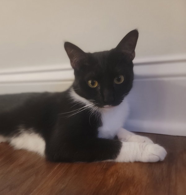 Maisie  Felv+