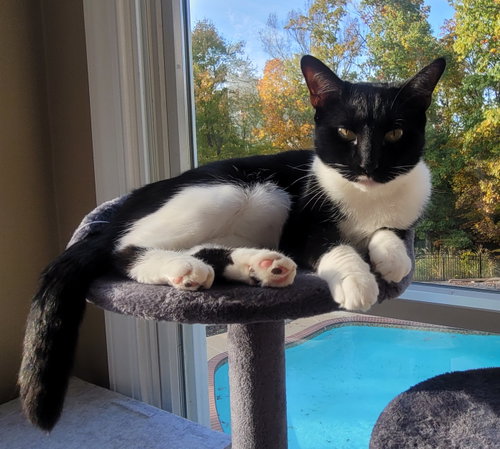 Maisie  Felv+, Young Domestic Short Hair / Oriental Short Hair (short coat), cat for adoption in Herndon, Virginia
