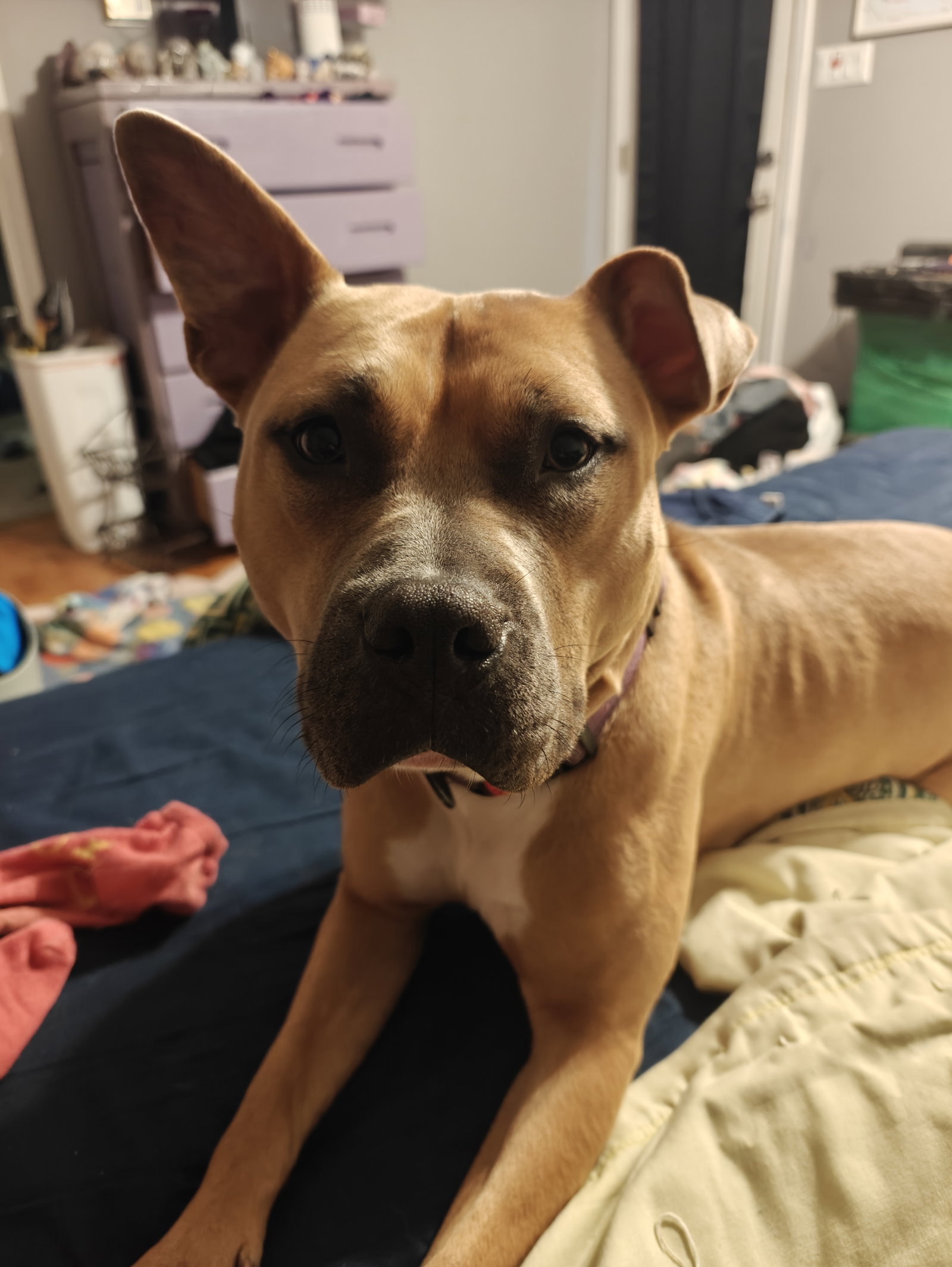 Lychee *foster home needed*