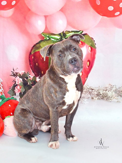 Westminster, an adoptable Terrier in Herndon, VA