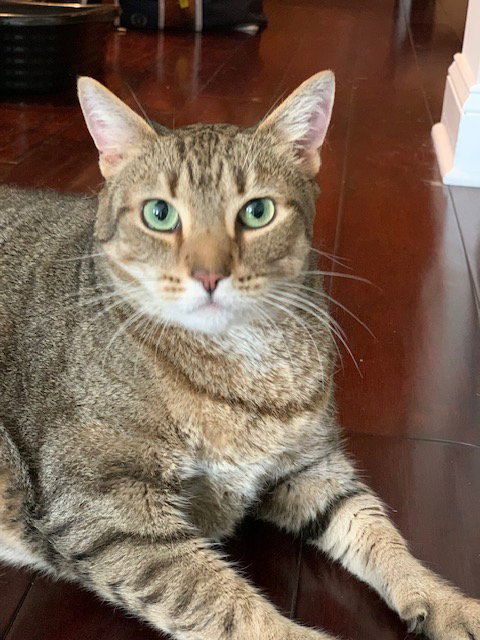 Uma, an adoptable Domestic Short Hair in Herndon, VA