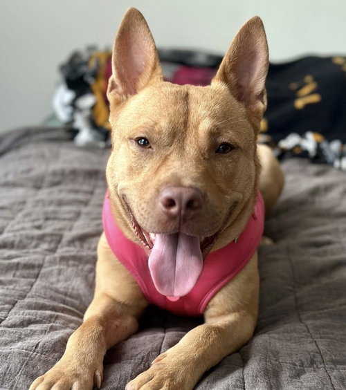 Ben, an adoptable Terrier in Herndon, VA