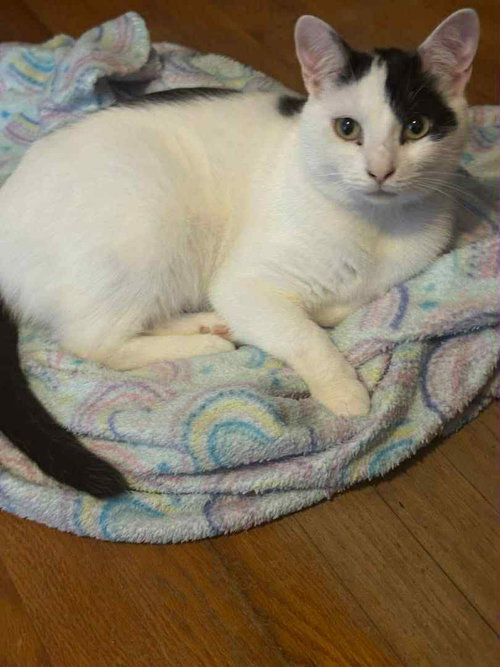 Patches-purring sidekick!, an adoptable Domestic Short Hair in Herndon, VA