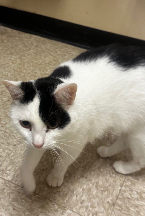 Photo 3 of Patches-purring sidekick!