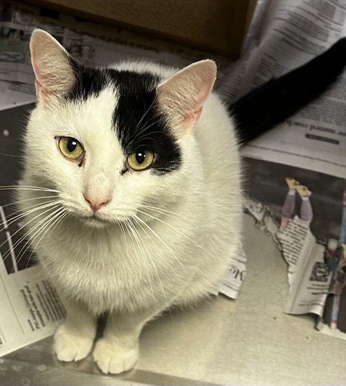 Photo 4 of Patches-purring sidekick!