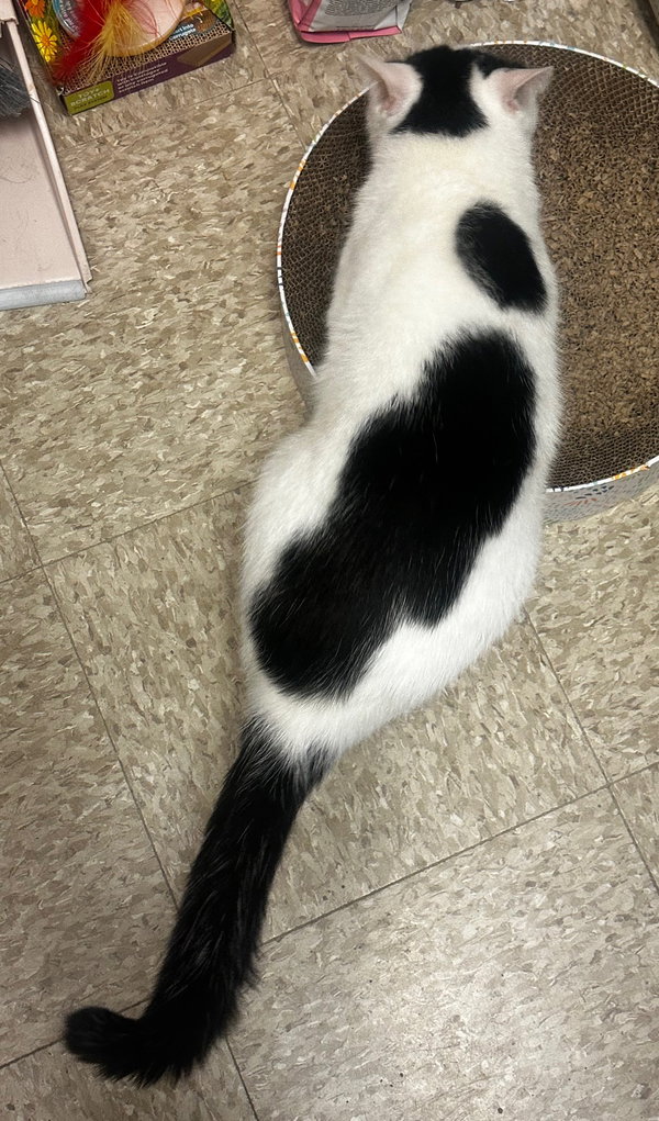 Patches-purring sidekick!