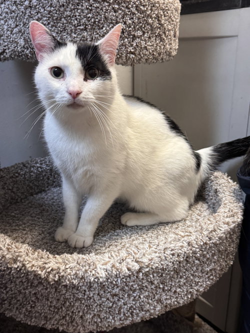 Patches-purring sidekick!, a cat for adoption from Fancy Cats Rescue Team