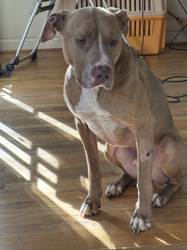 Milo