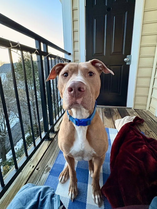 Milo, an adoptable Terrier in Herndon, VA