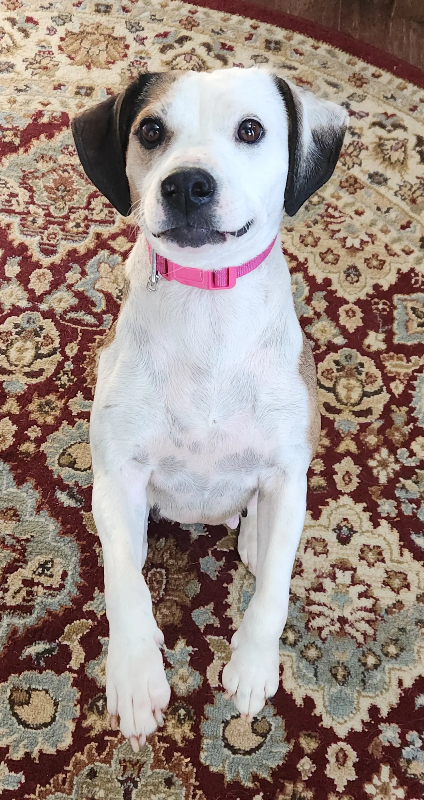 Pearl - Beagle