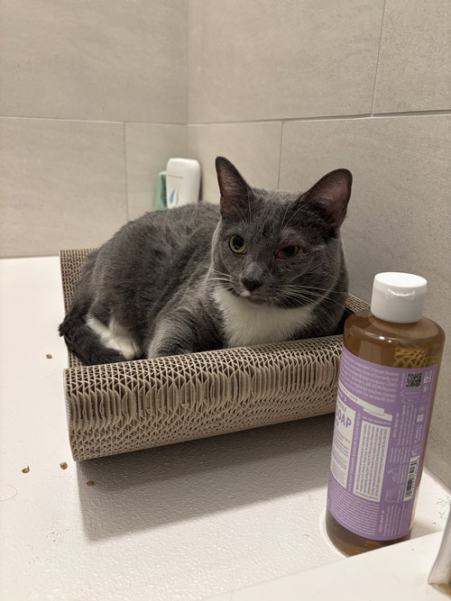 Luna, an adoptable Domestic Short Hair in Herndon, VA