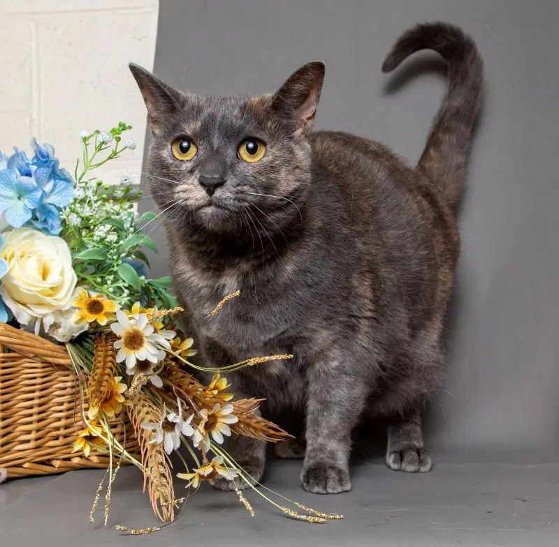 Cheree Needs Foster Home Good W Dogs - Domestic Short Hair