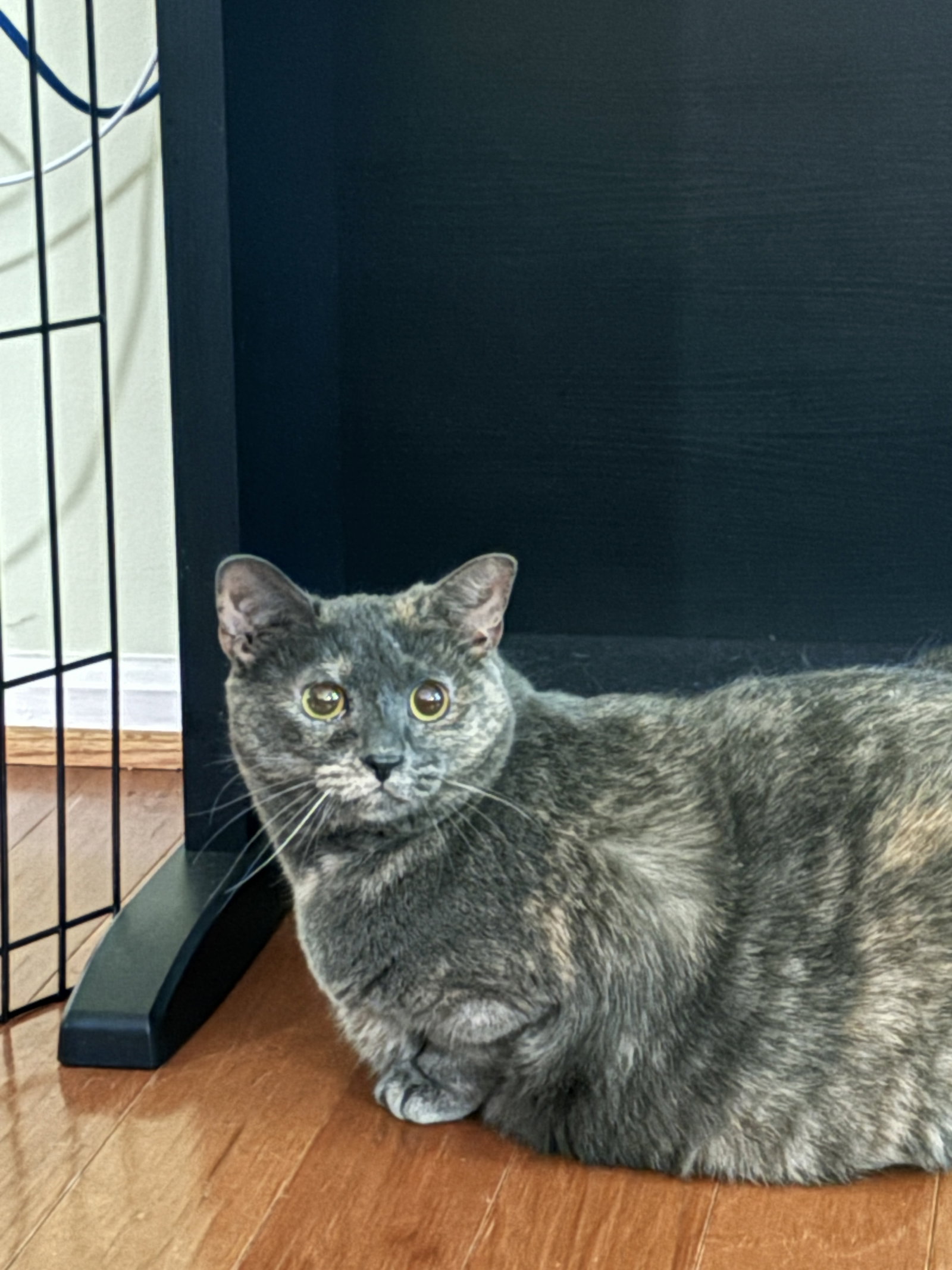 Cheree NEEDS FOSTER HOME GOOD W DOGS, photo 5