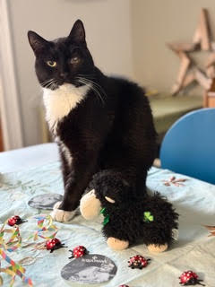 Vince, an adoptable Domestic Short Hair in Herndon, VA