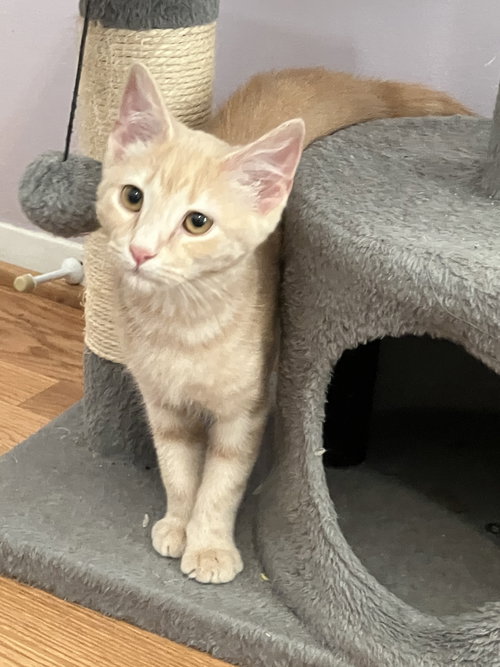 Pancake, an adoptable Domestic Short Hair in Herndon, VA