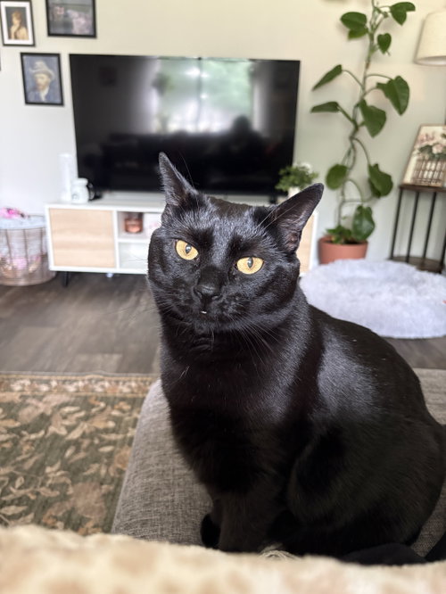 Koja, a Domestic Short Hair (short coat) cat for adoption in Herndon, VA, photo 1 of 4
