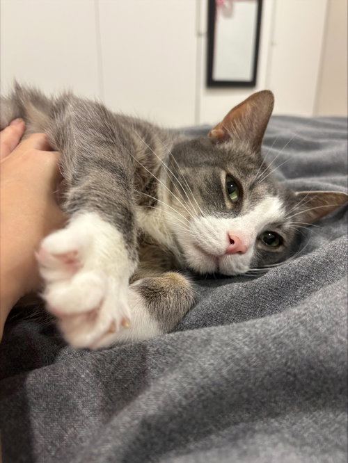 Chase, an adoptable Domestic Short Hair in Herndon, VA