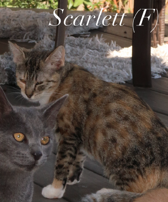 Scarlet