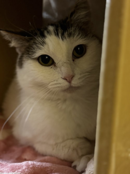 Leia, Adult Domestic Short Hair (short coat), cat for adoption in Herndon, Virginia