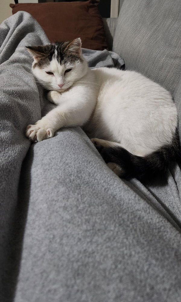Leia
