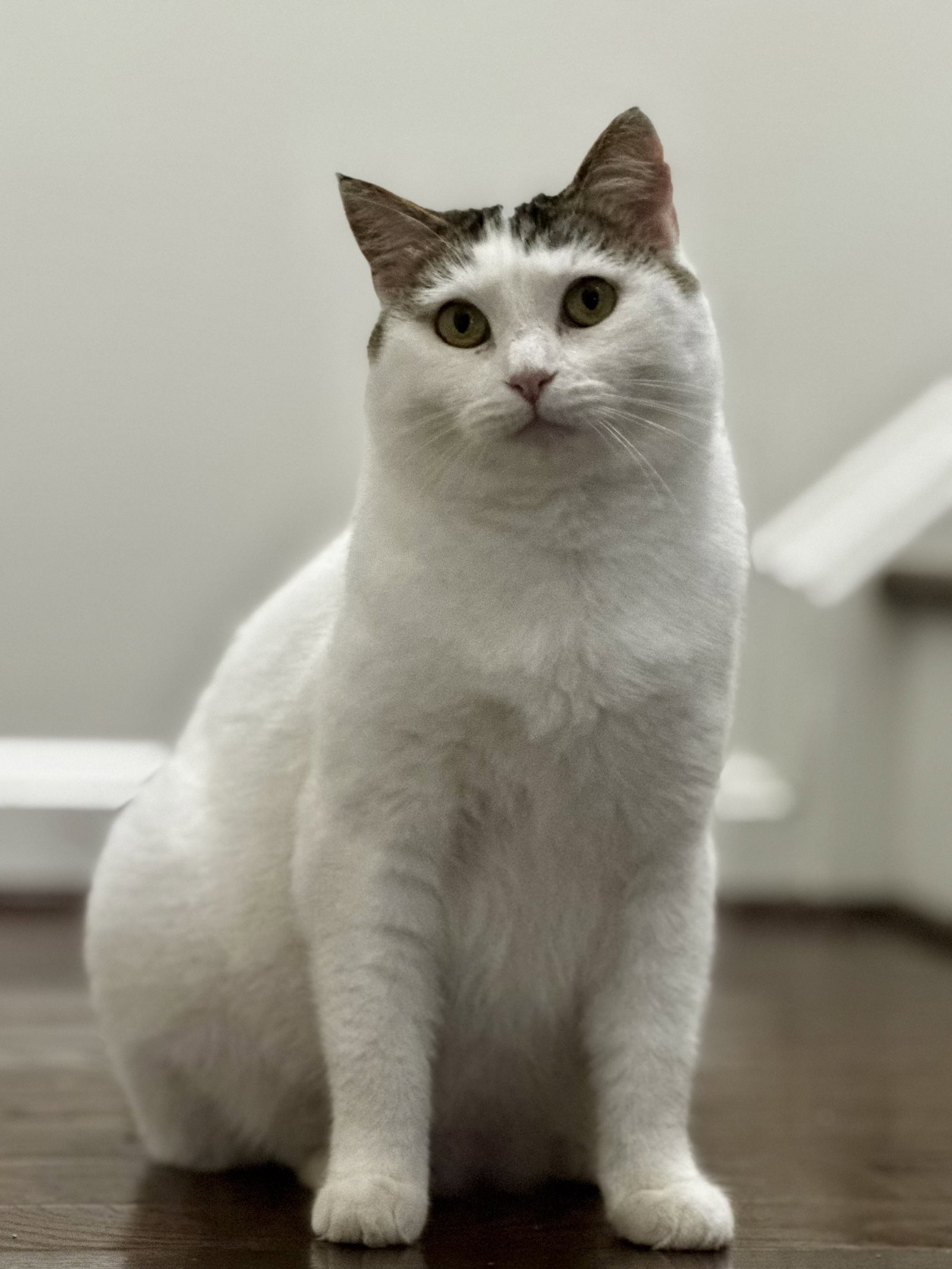 Leia