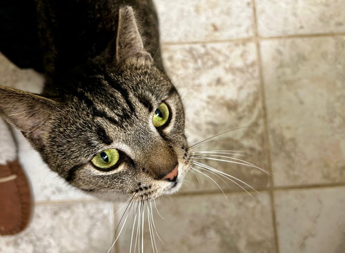 Hector- likes dogs, Adult Domestic Short Hair (short coat), cat for adoption in Herndon, Virginia