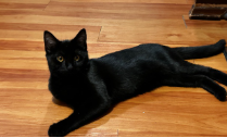 Splice, Baby Domestic Short Hair (short coat), cat for adoption in Herndon, Virginia