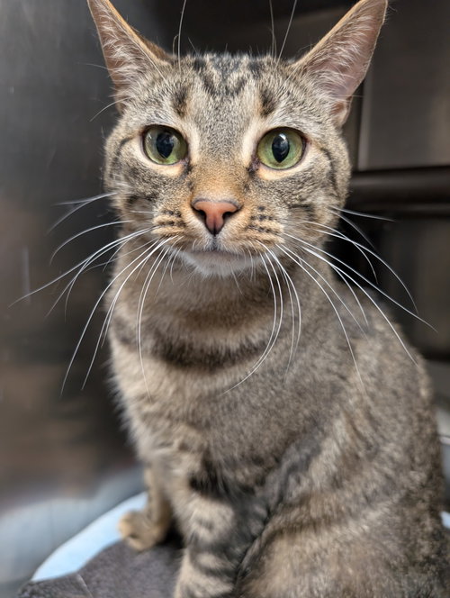 Chikwitin, Adult Domestic Short Hair (short coat), cat for adoption in Herndon, Virginia