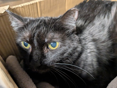 Lucille, an adoptable Maine Coon in Herndon, VA