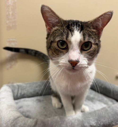 Kato, Young Domestic Short Hair (short coat), cat for adoption in Herndon, Virginia