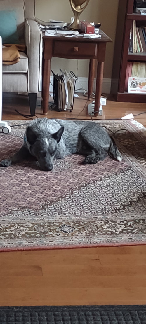 Scout, an adoptable Australian Cattle Dog in Herndon, VA