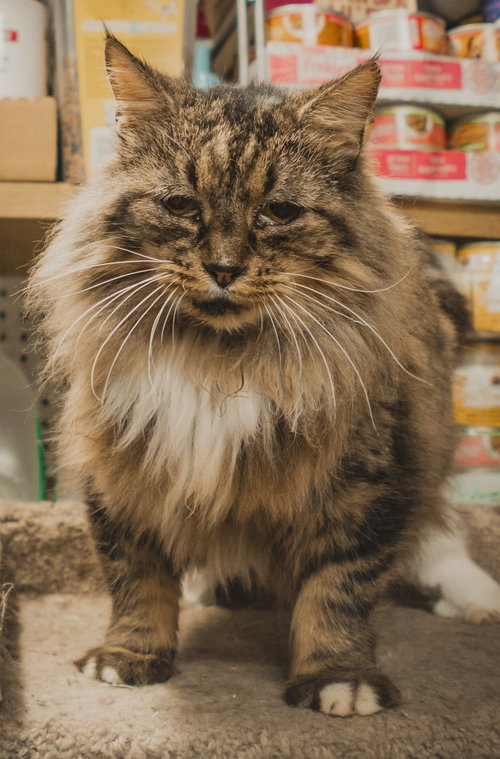Taylor, an adoptable Maine Coon in Herndon, VA