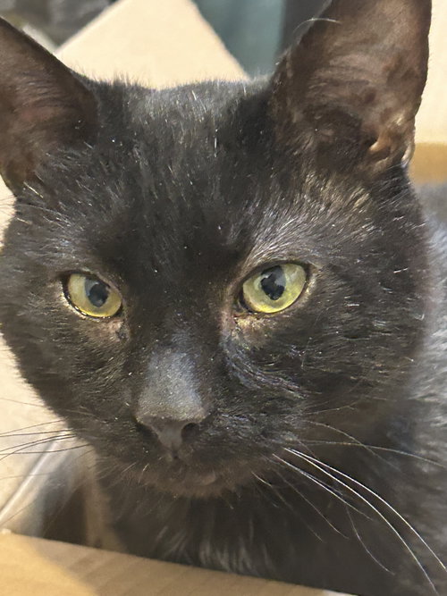 Asher, Adult Domestic Short Hair (short coat), cat for adoption in Herndon, Virginia