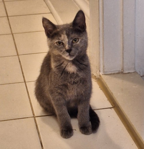 Catalina, Young Domestic Short Hair (short coat), cat for adoption in Herndon, Virginia