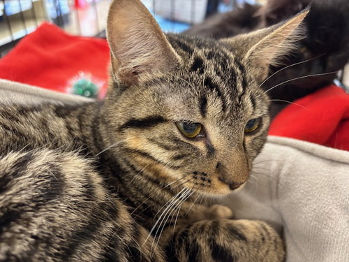 Tibbs (& Phoenix) BONDED, Young Domestic Short Hair (short coat), cat for adoption in Herndon, Virginia