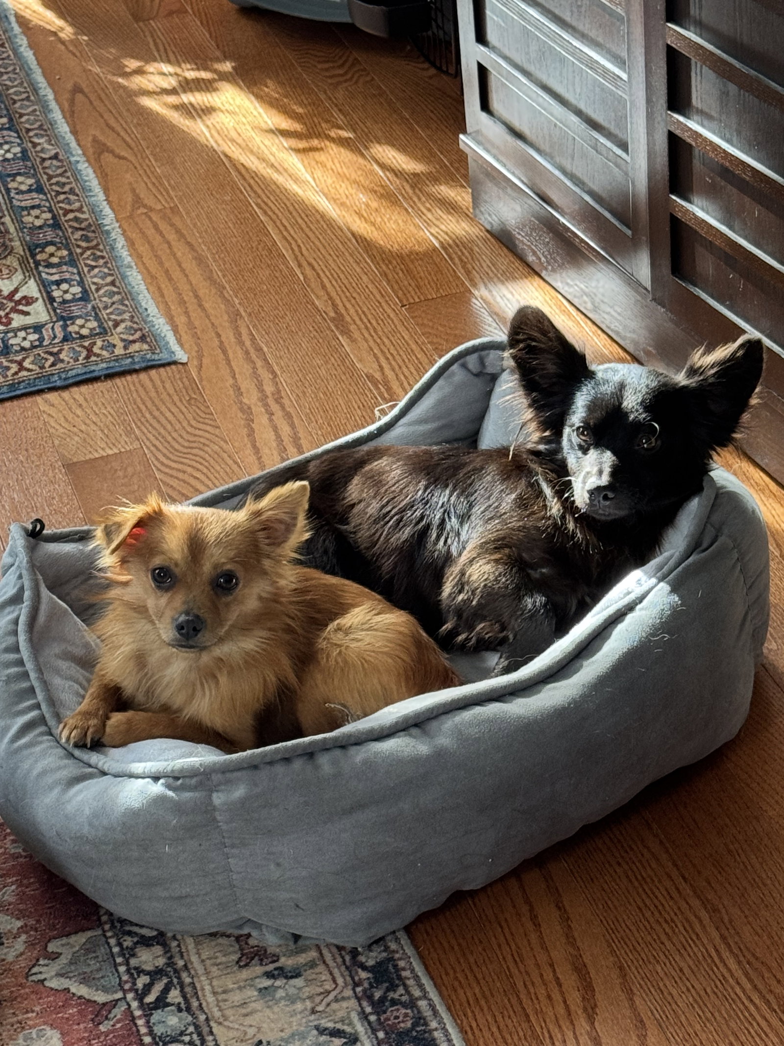 Tiny T & Manny - Bonded