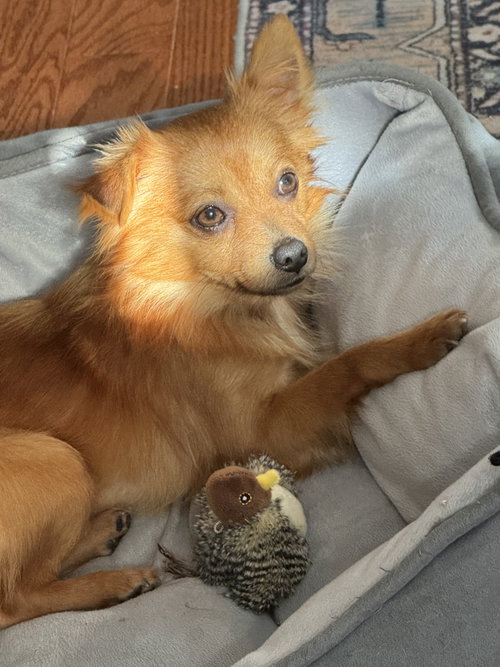Tiny Tim, an adoptable Chihuahua in Herndon, VA