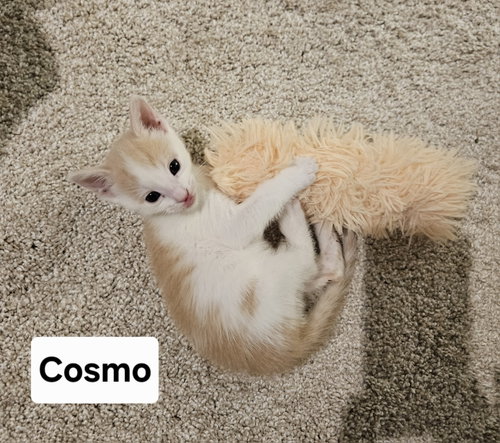 Cosmo, an adoptable Domestic Short Hair in Herndon, VA